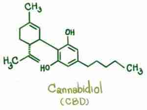 Understanding CBD For Dogs