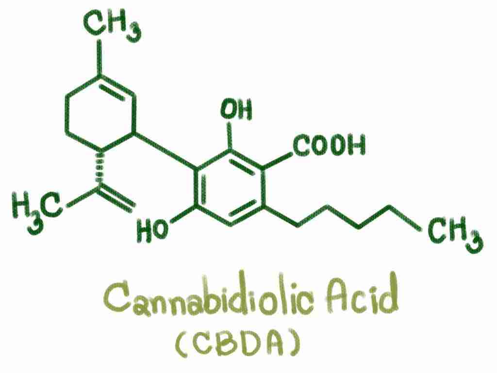 Understanding CBDA For Dogs