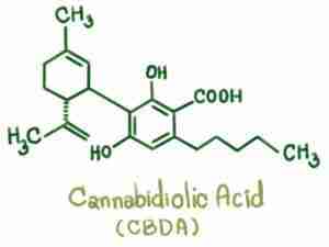 Understanding CBDA For Dogs