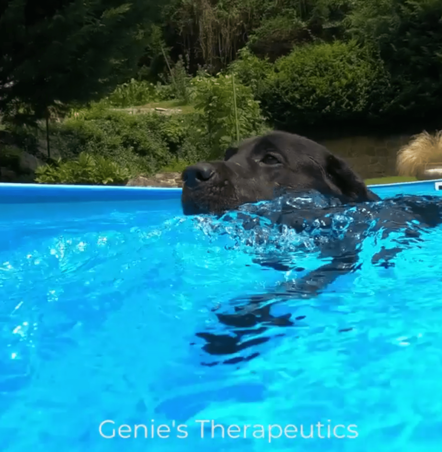 dog swimming safety