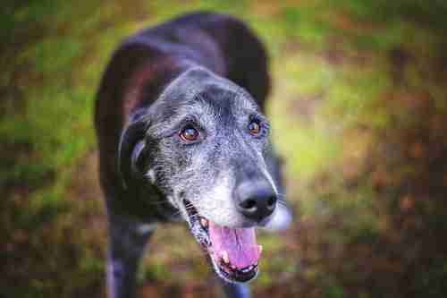 CBD For Senior Dogs