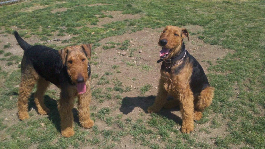 Airedale Terrier