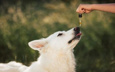 CBD Products For Dogs