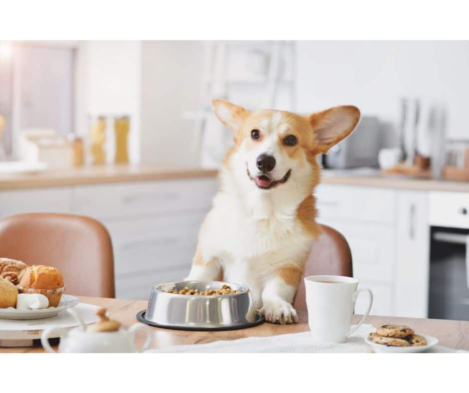 Corgi Dog Nutrition